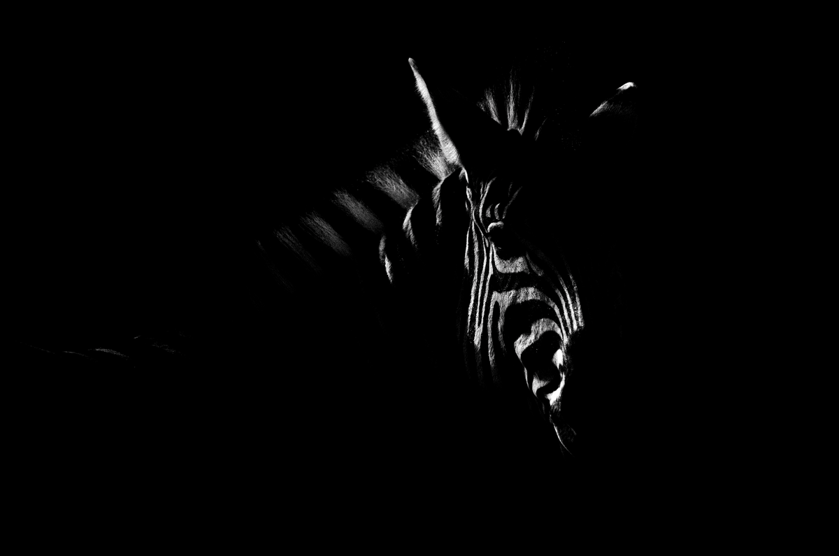 BLACK EDITION