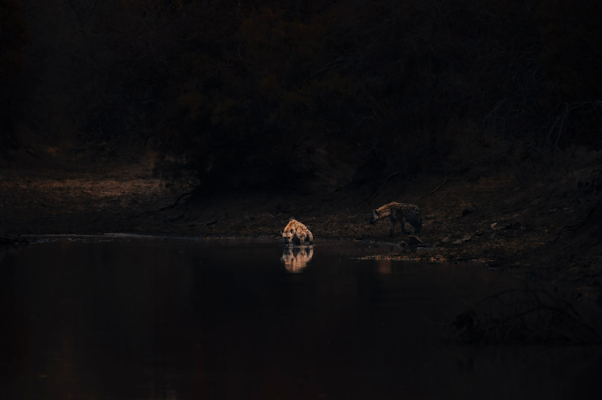 WHERE DARKNESS GATHERS