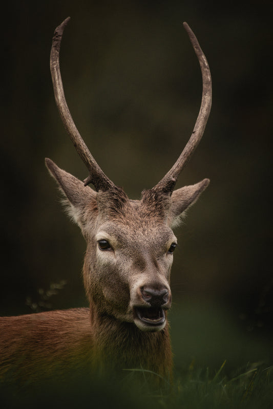 A Quiet Encounter