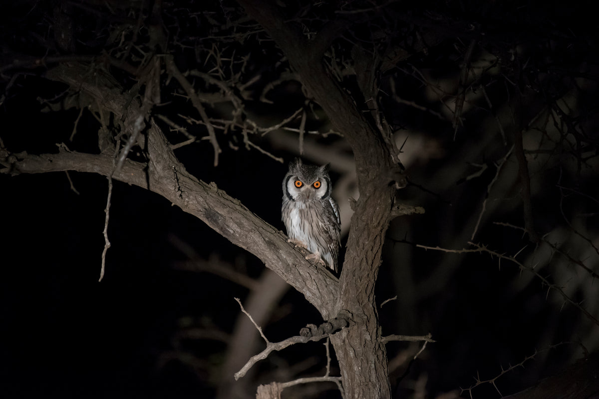 A GLIMPSE AFTER DARK