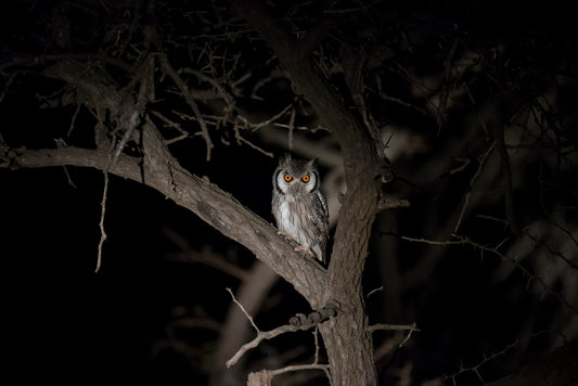 A GLIMPSE AFTER DARK